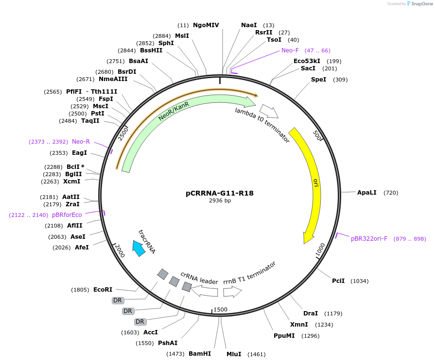 101815-plasmid-map-sequence-id-197179