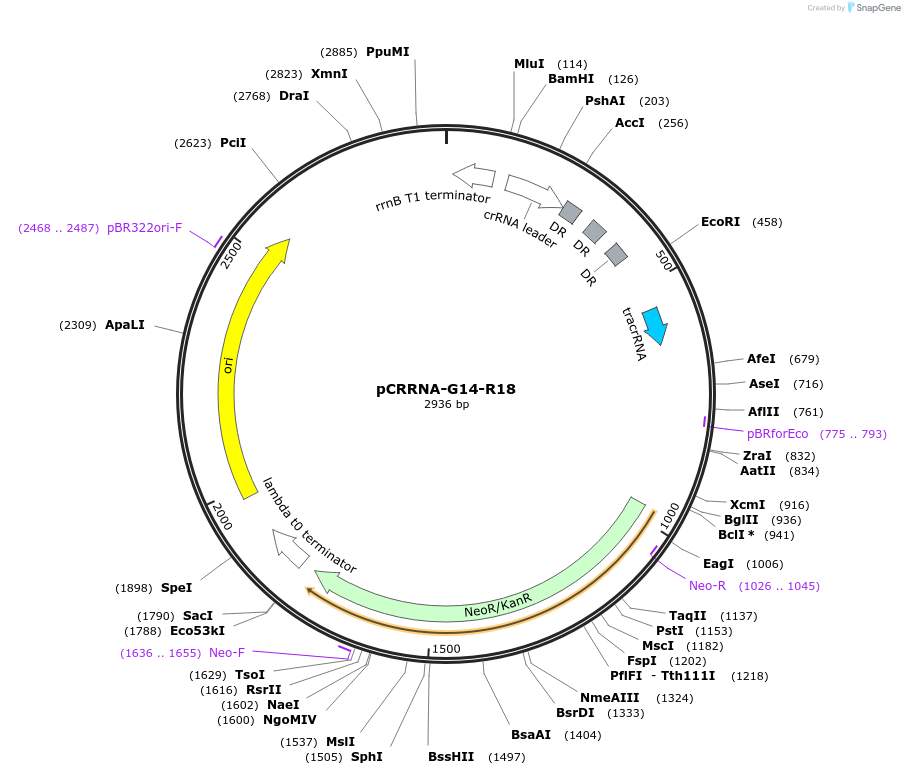 101816-plasmid-map-sequence-id-197180