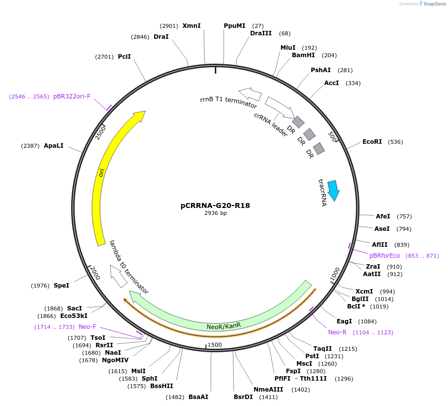 101817-plasmid-map-sequence-id-197181
