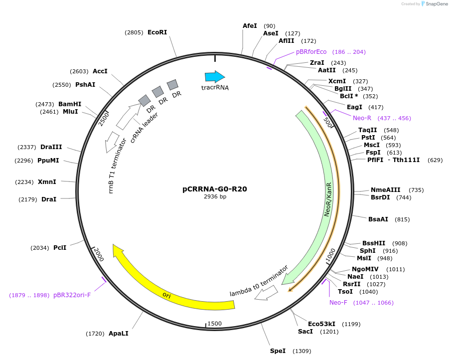 101818-plasmid-map-sequence-id-197182