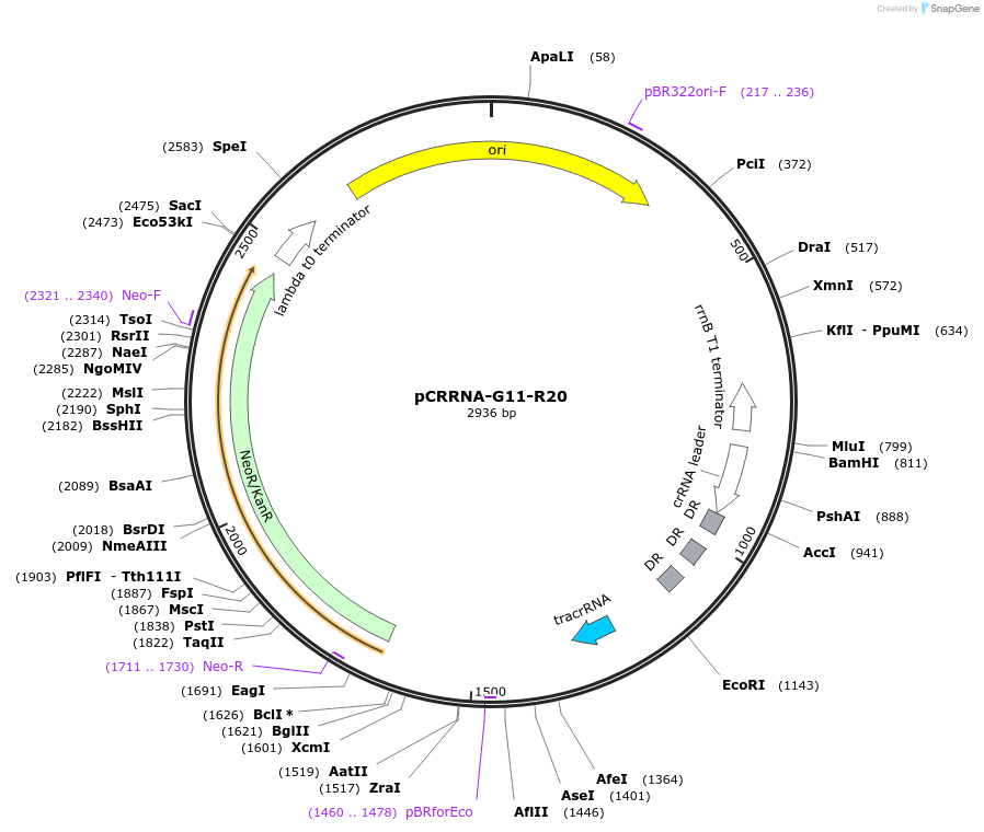 101820-plasmid-map-sequence-id-197184