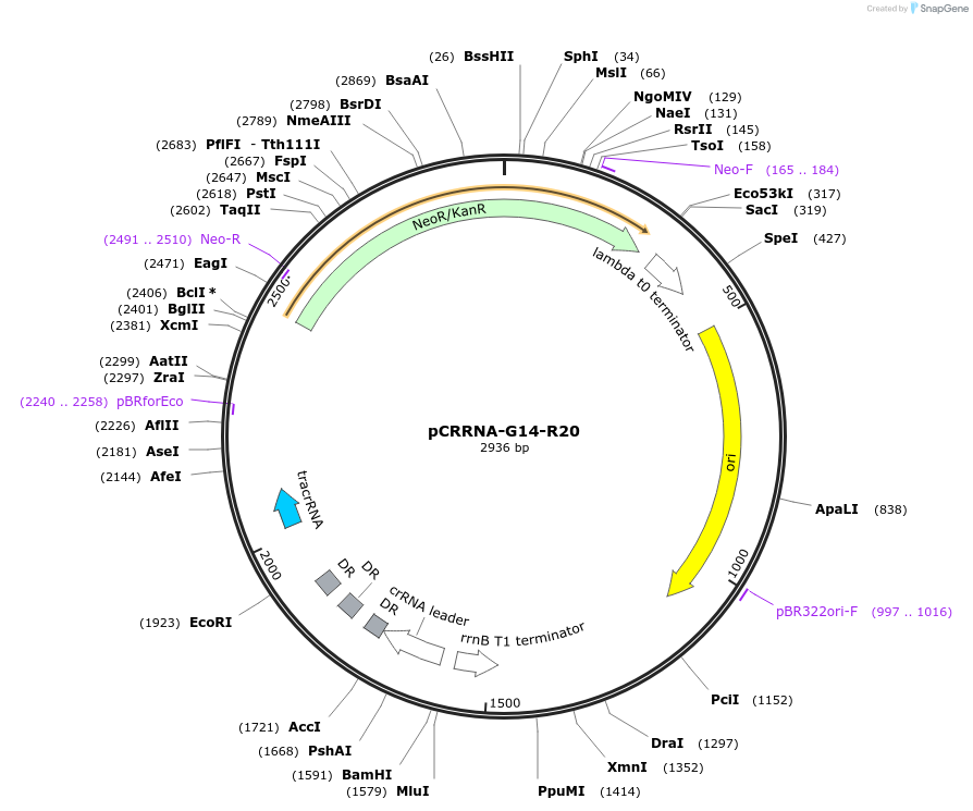 101821-plasmid-map-sequence-id-197185