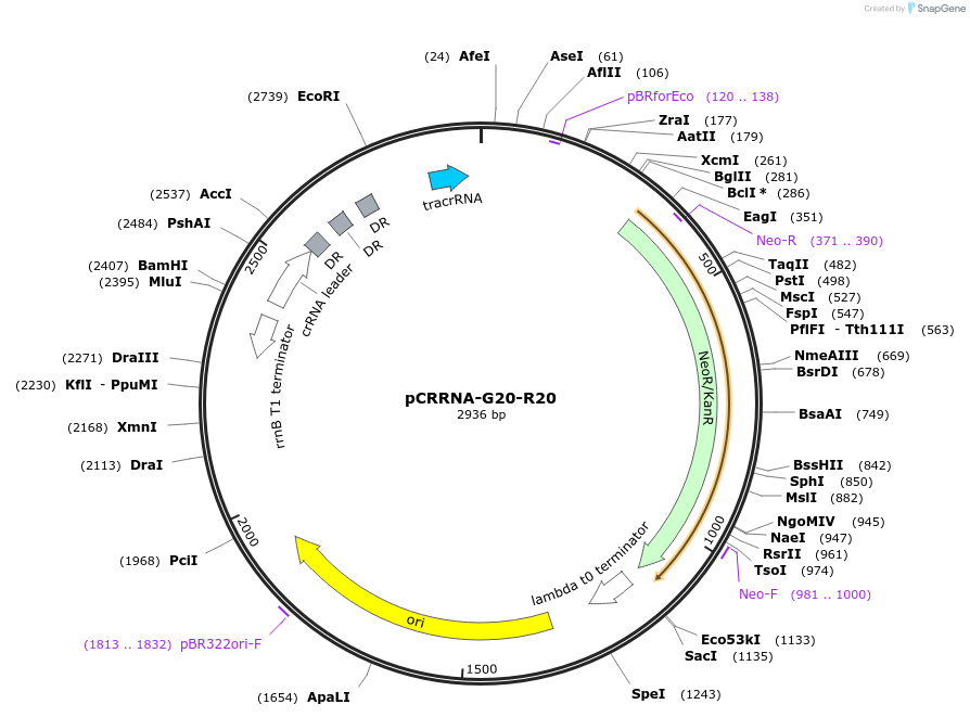 101822-plasmid-map-sequence-id-197187