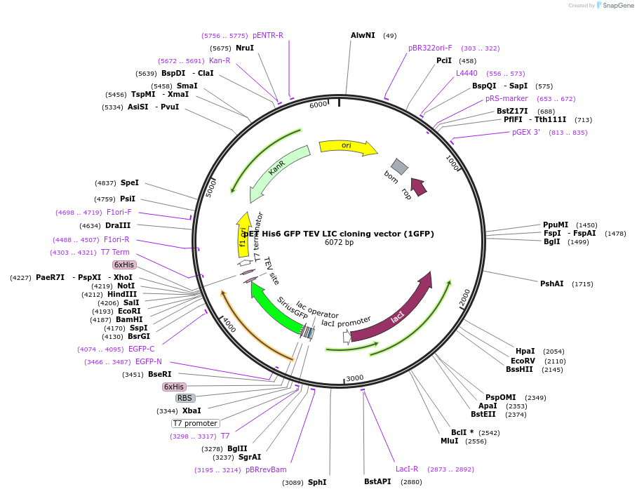 29663-plasmid-map-sequence-id-197189