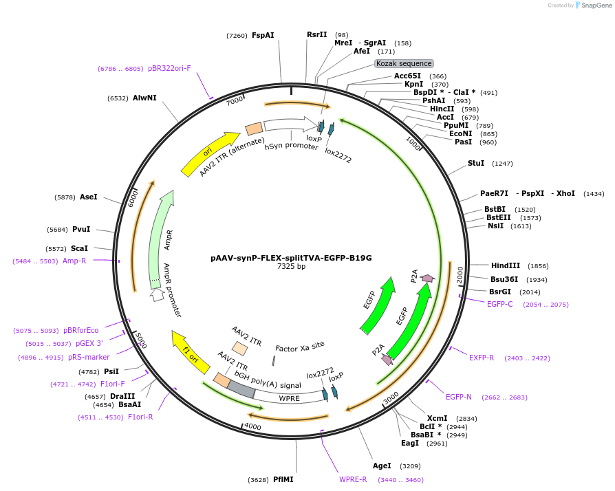 52473-plasmid-map-sequence-id-197190