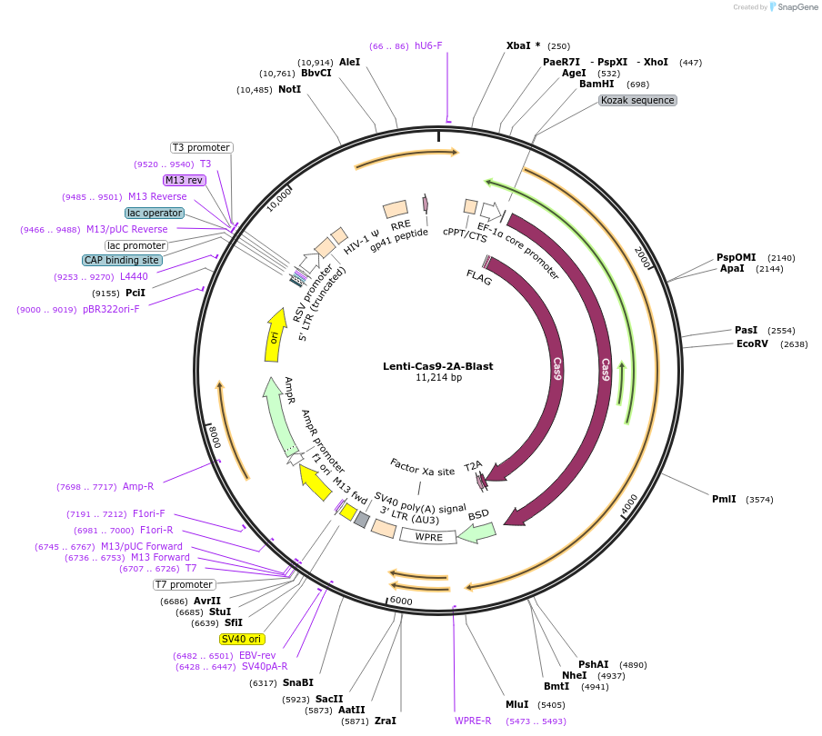 73310-plasmid-map-sequence-id-197194