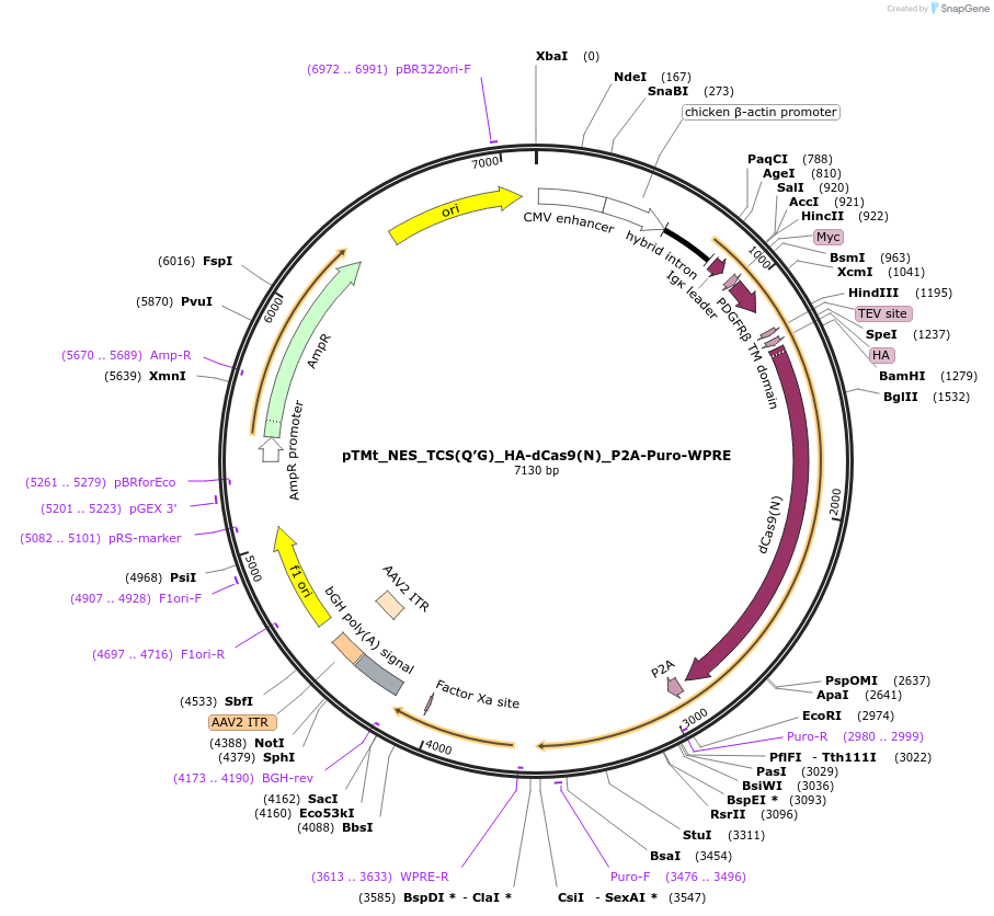 101101-plasmid-map-sequence-id-197196