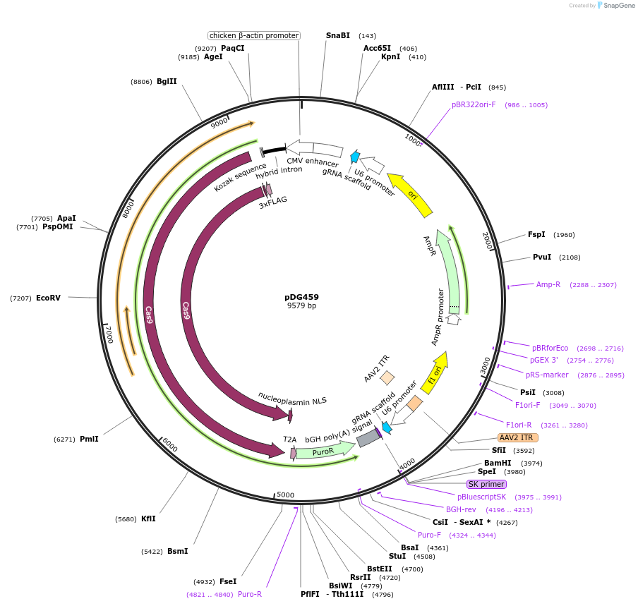 100901-plasmid-map-sequence-id-197197