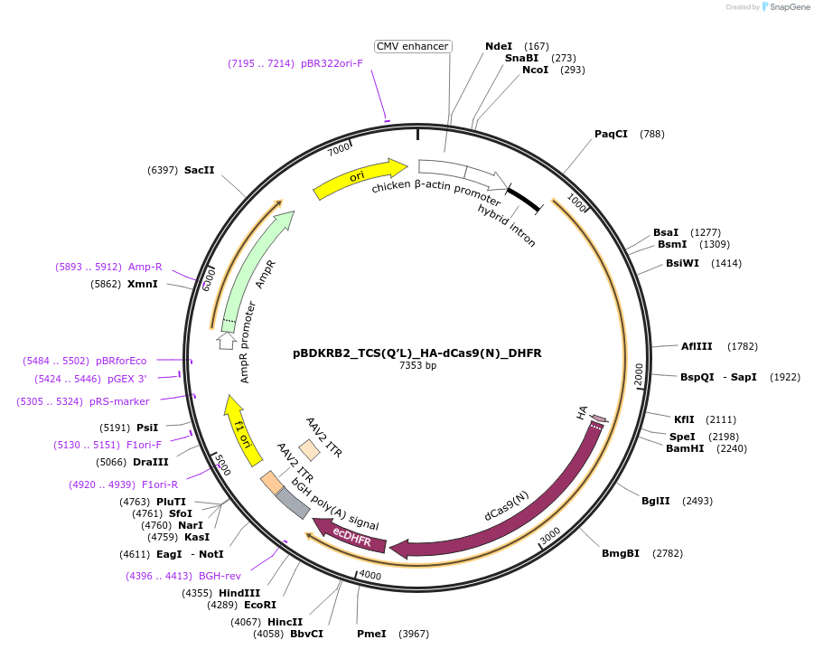 101109-plasmid-map-sequence-id-197202