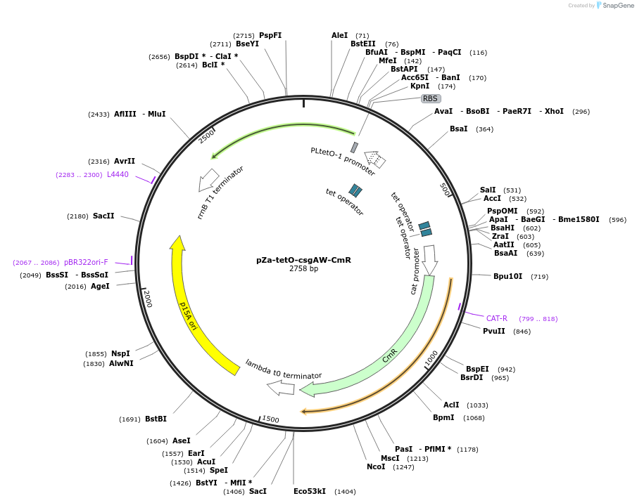 98937-plasmid-map-sequence-id-197203