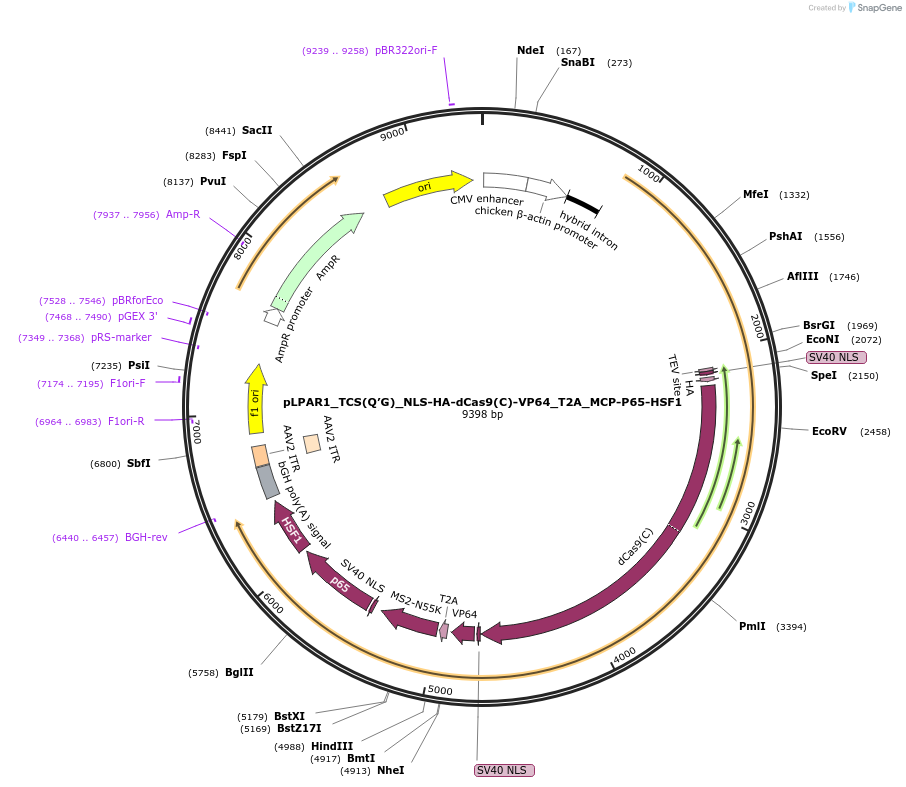 101115-plasmid-map-sequence-id-197207