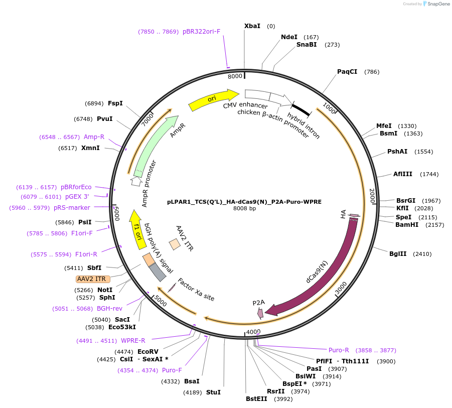 101116-plasmid-map-sequence-id-197208