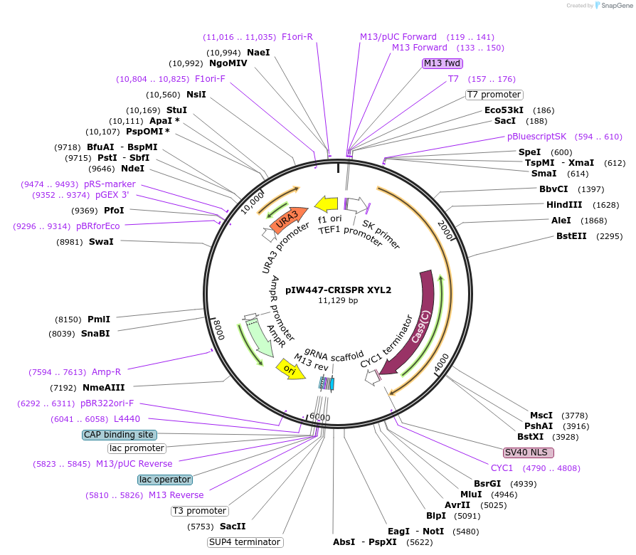 98906-plasmid-map-sequence-id-197211