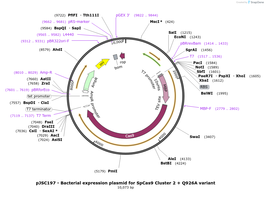 101232-plasmid-map-sequence-id-197212