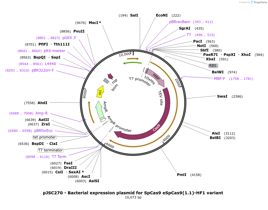 101217-plasmid-map-sequence-id-197215
