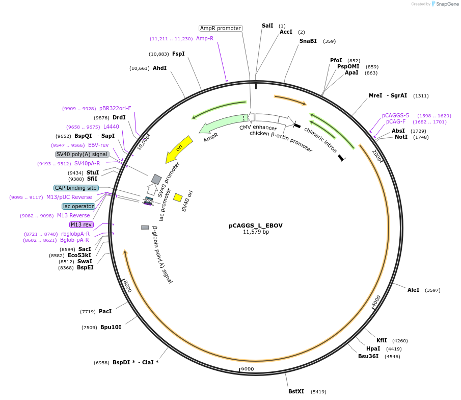 103052-plasmid-map-sequence-id-197219