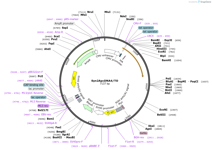 14817-plasmid-map-sequence-id-197221