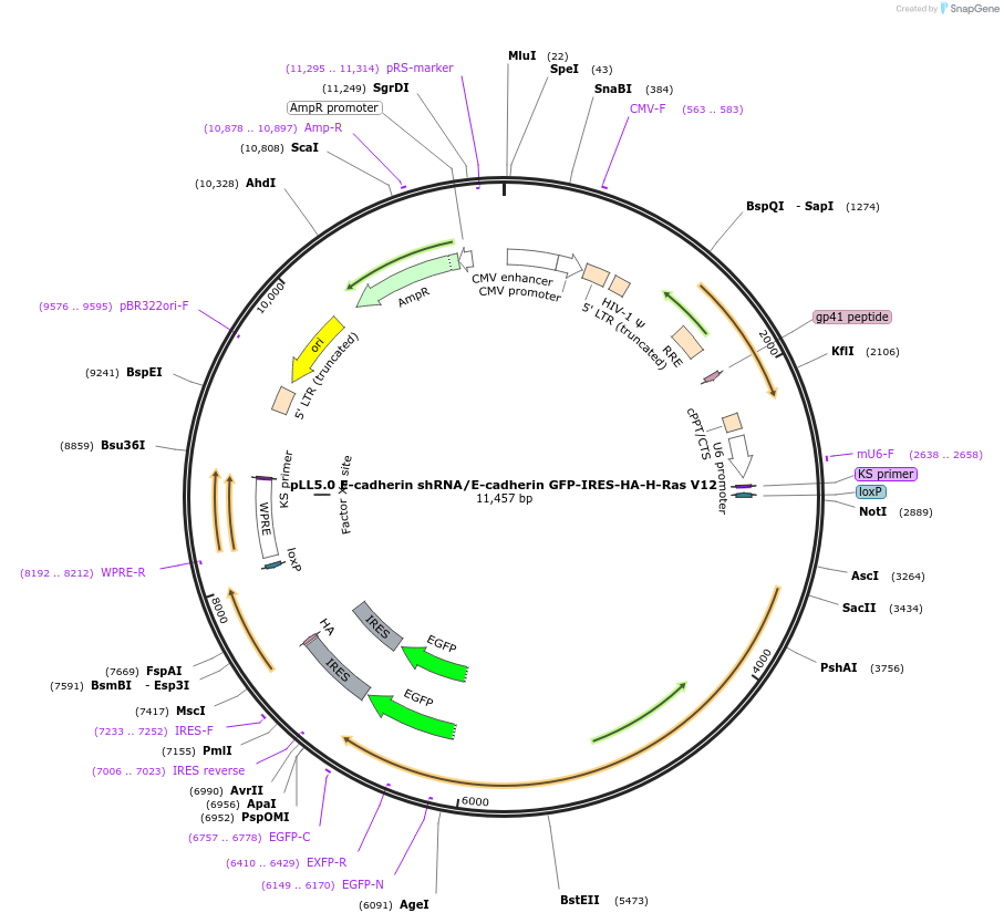 101285-plasmid-map-sequence-id-197226