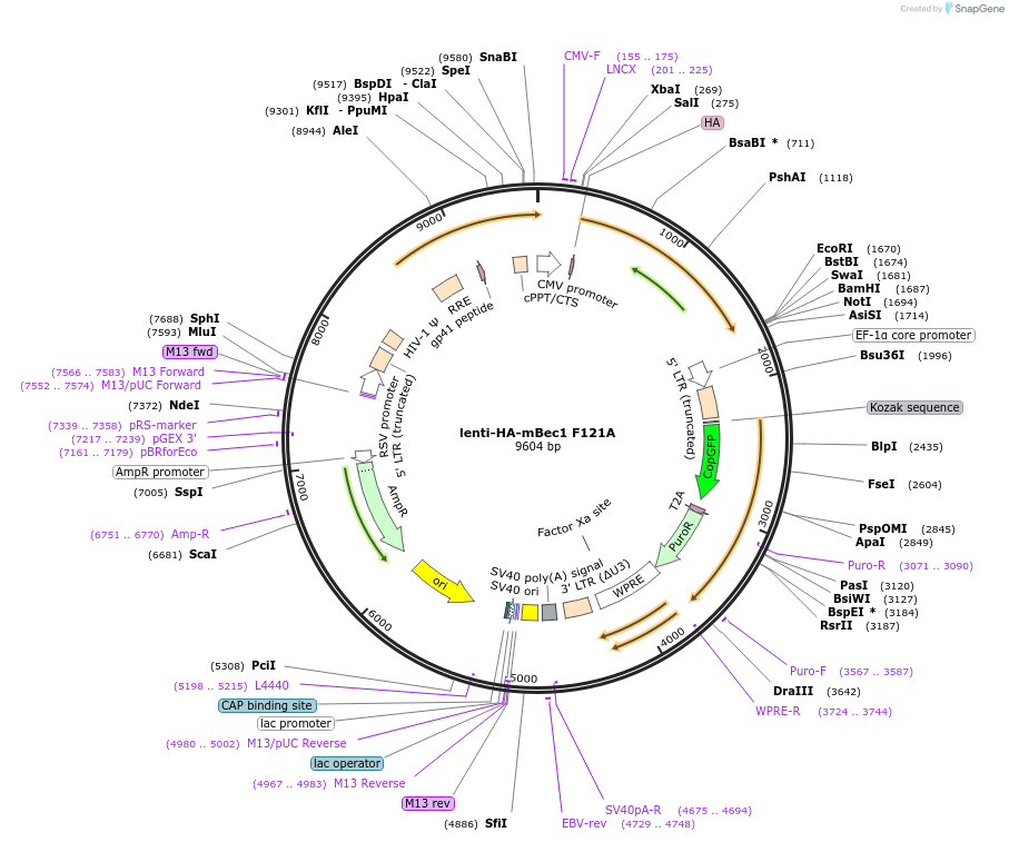 99506-plasmid-map-sequence-id-197228