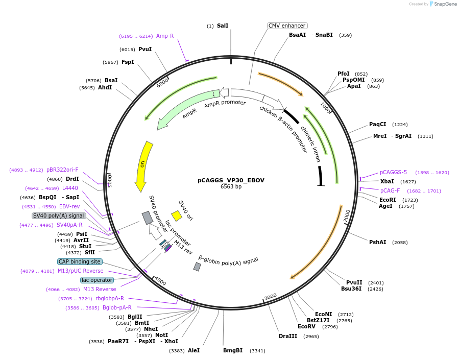 103051-plasmid-map-sequence-id-197230
