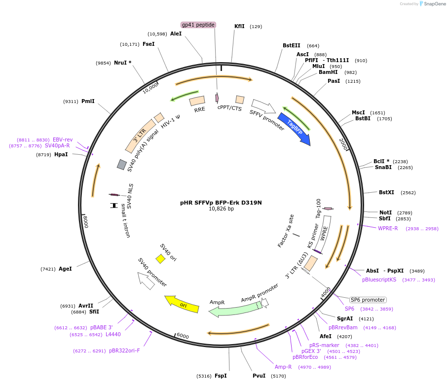 102350-plasmid-map-sequence-id-197231
