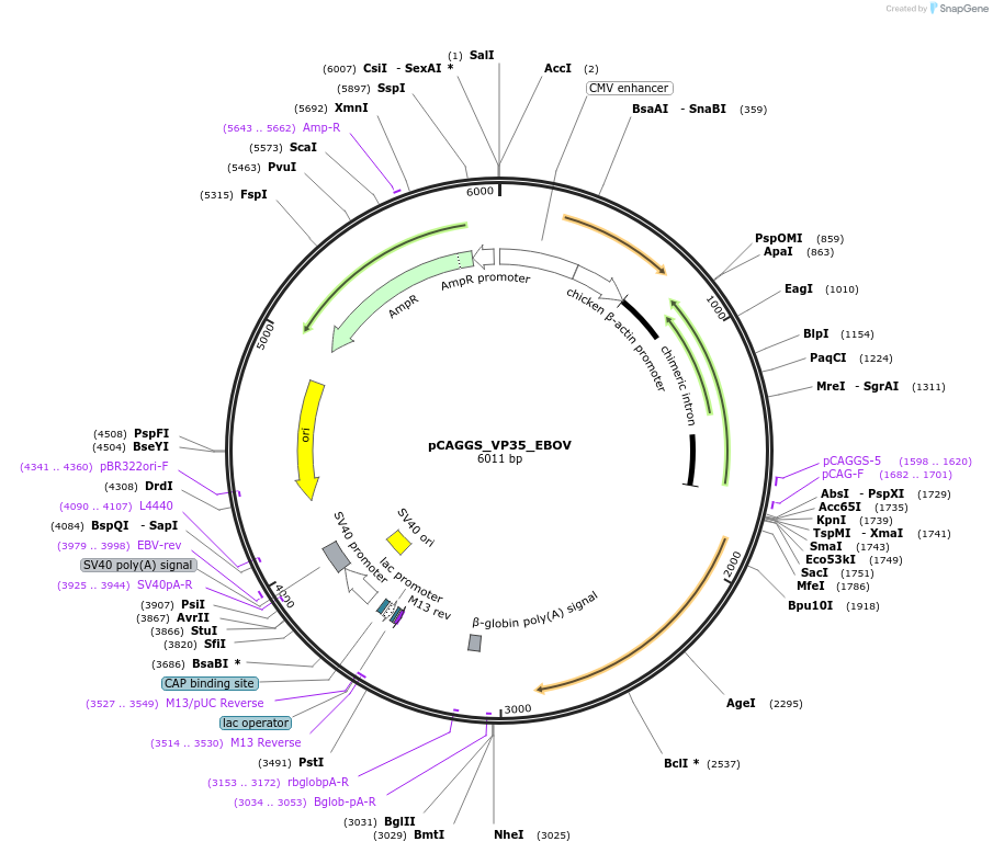 103050-plasmid-map-sequence-id-197235