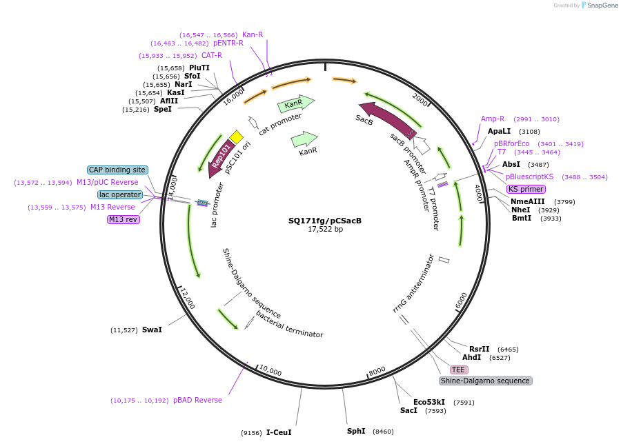 69344-plasmid-map-sequence-id-197237