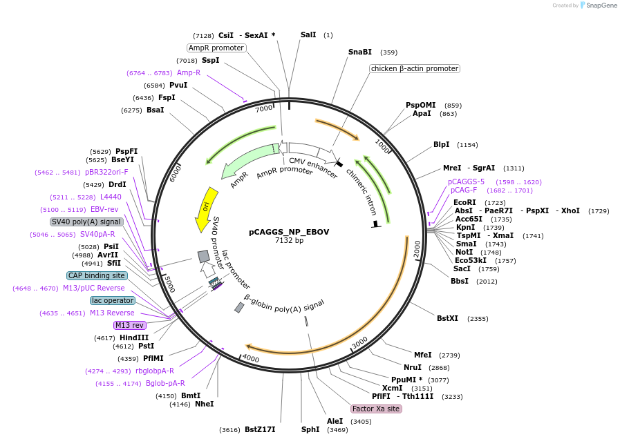 103049-plasmid-map-sequence-id-197238