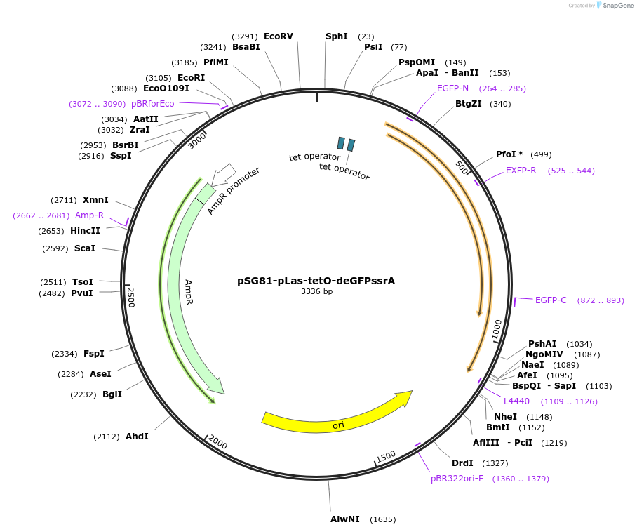 102454-plasmid-map-sequence-id-197241