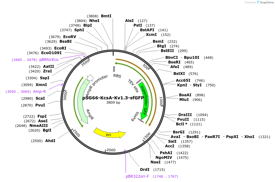 102457-plasmid-map-sequence-id-197242