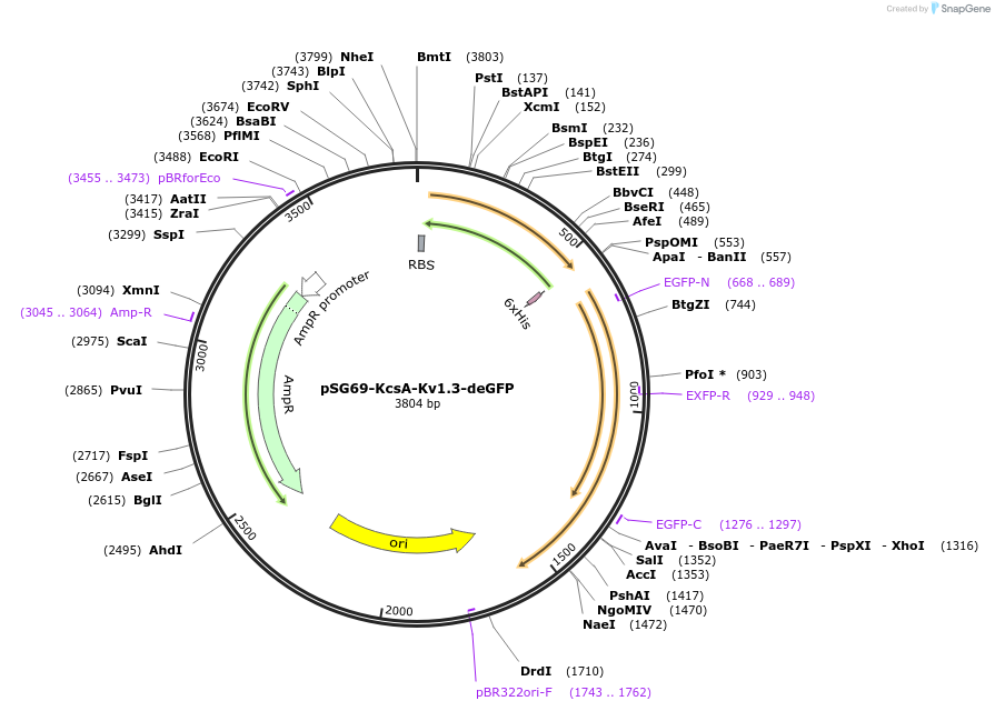 102458-plasmid-map-sequence-id-197246