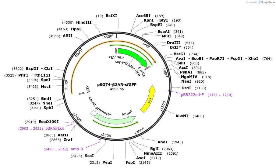 102460-plasmid-map-sequence-id-197250