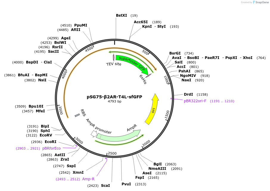 102461-plasmid-map-sequence-id-197253