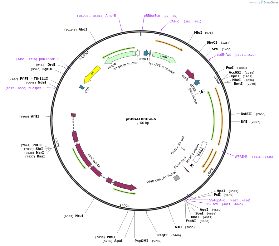 26236-plasmid-map-sequence-id-197264