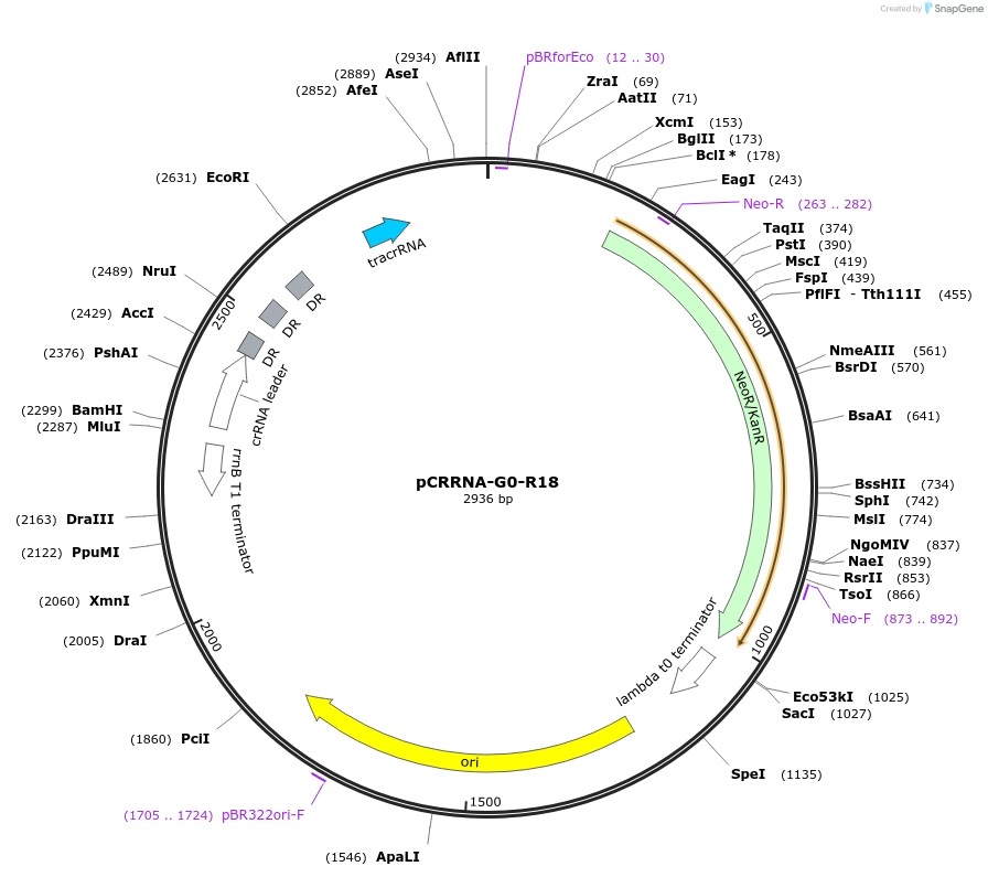 101813-plasmid-map-sequence-id-197269