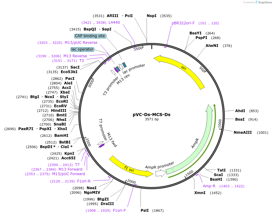 102416-plasmid-map-sequence-id-197272
