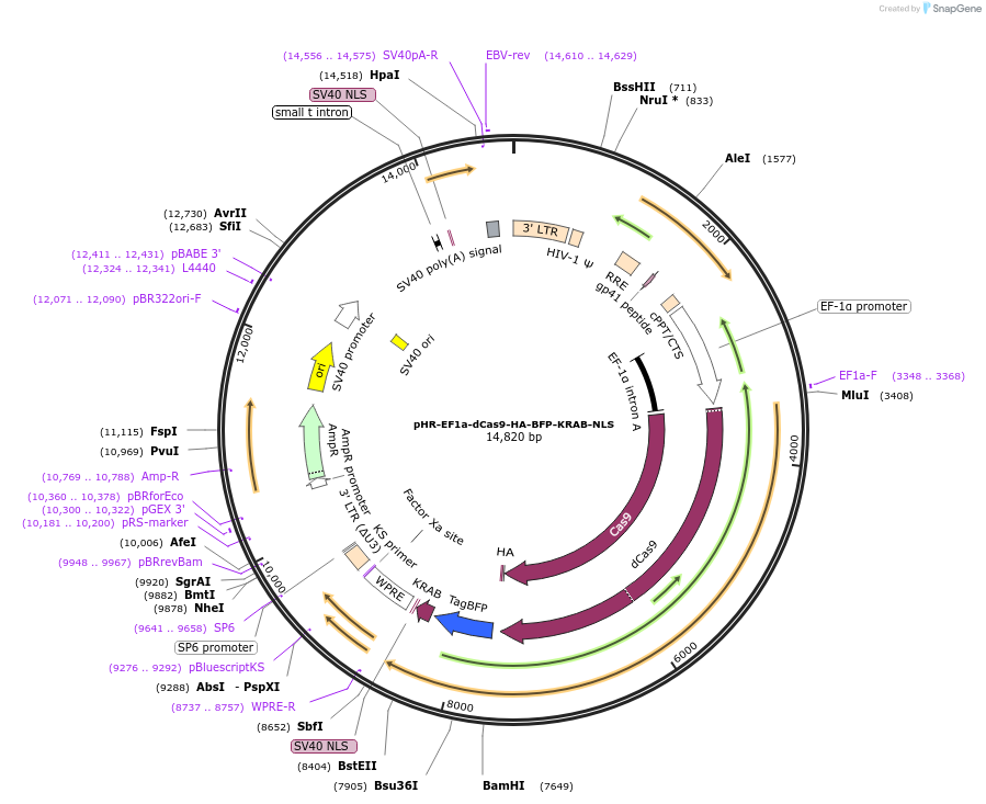 102244-plasmid-map-sequence-id-197289