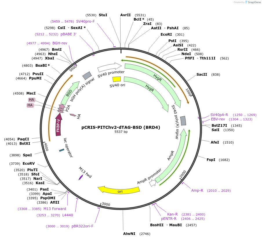 91795-plasmid-map-sequence-id-197291