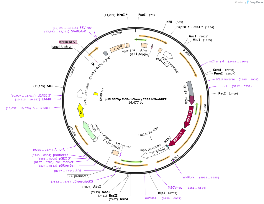 102351-plasmid-map-sequence-id-197294
