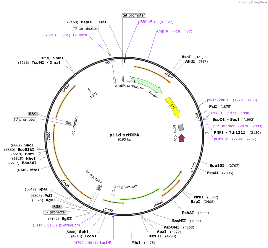 102614-plasmid-map-sequence-id-197467