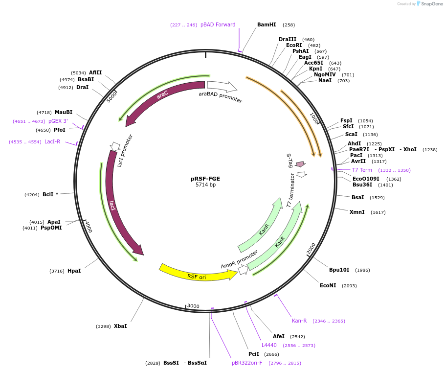 102615-plasmid-map-sequence-id-197469