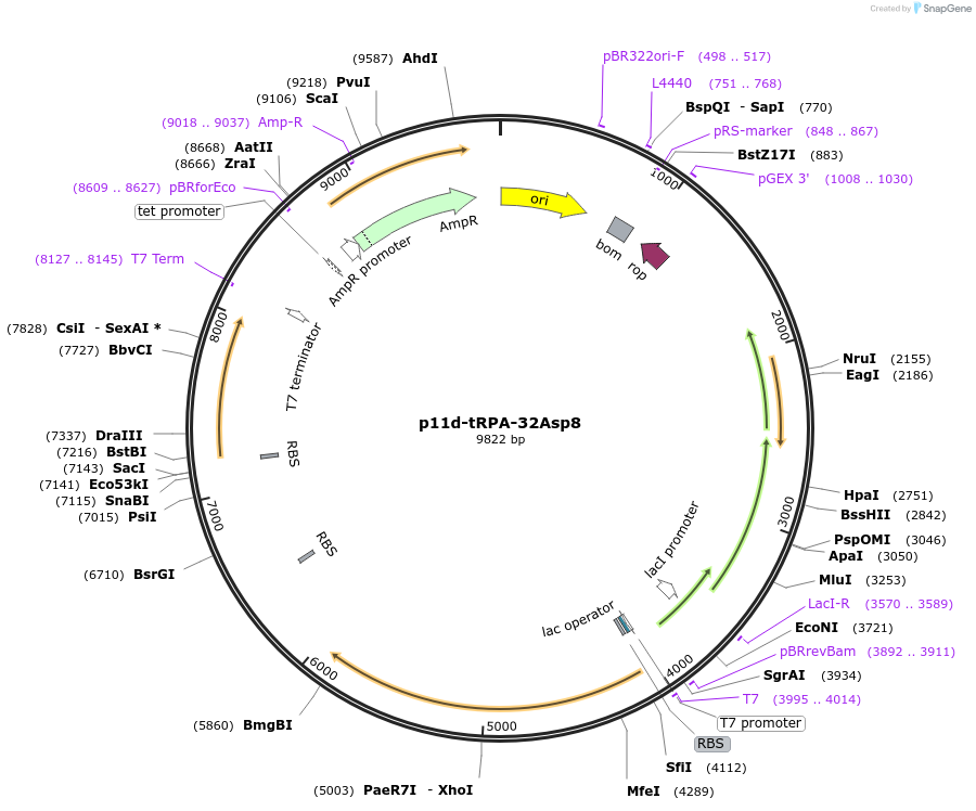 102617-plasmid-map-sequence-id-197485