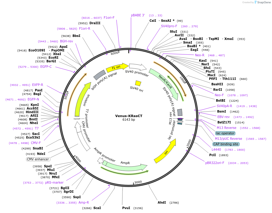 99016-plasmid-map-sequence-id-197486