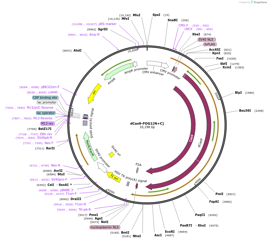 100085-plasmid-map-sequence-id-197489