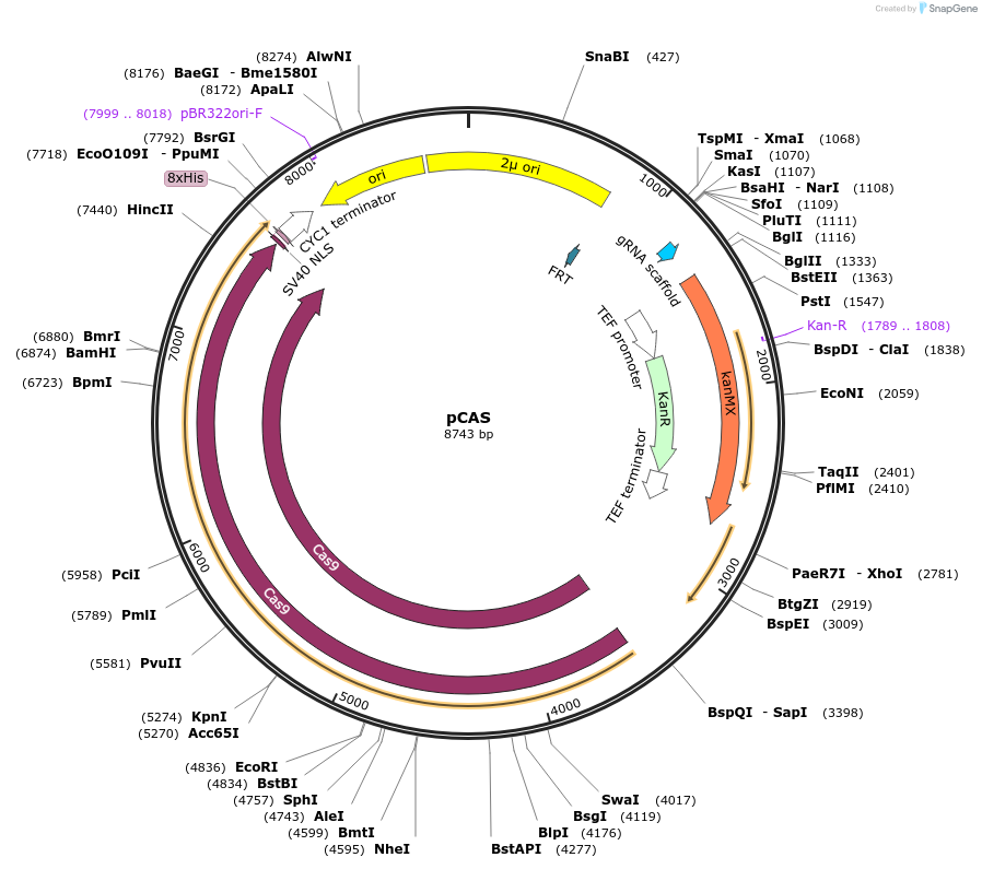 60847-plasmid-map-sequence-id-197511
