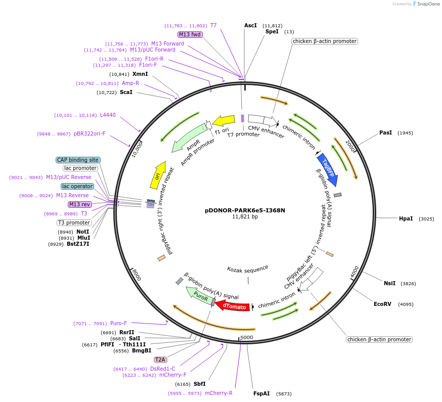 86154-plasmid-map-sequence-id-197524