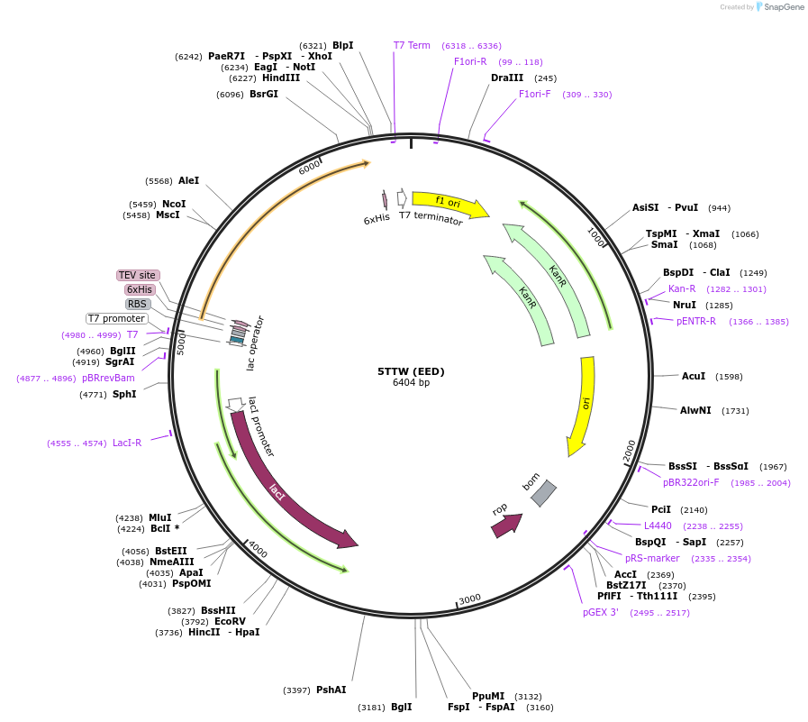 101254-plasmid-map-sequence-id-197525