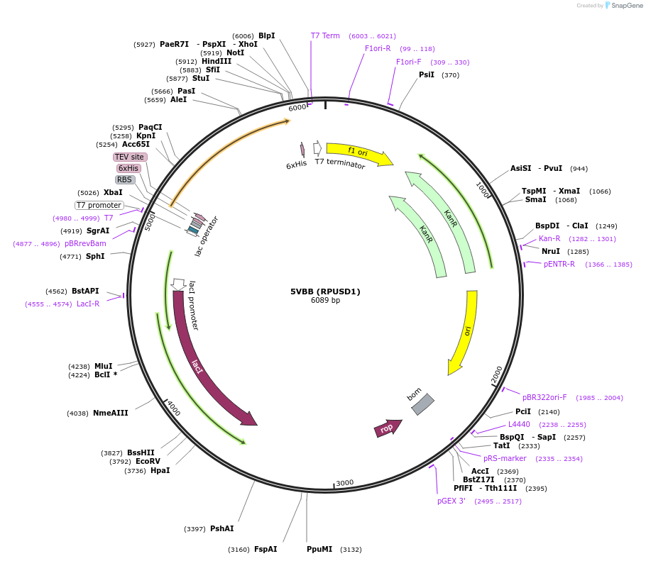 101259-plasmid-map-sequence-id-197527