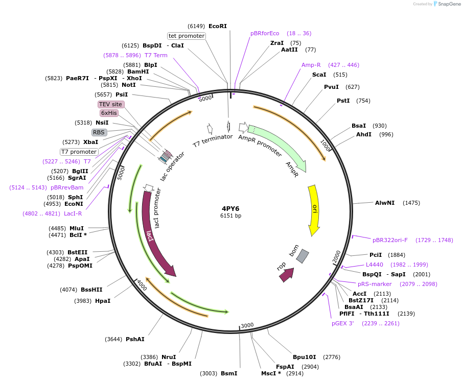 101272-plasmid-map-sequence-id-197533