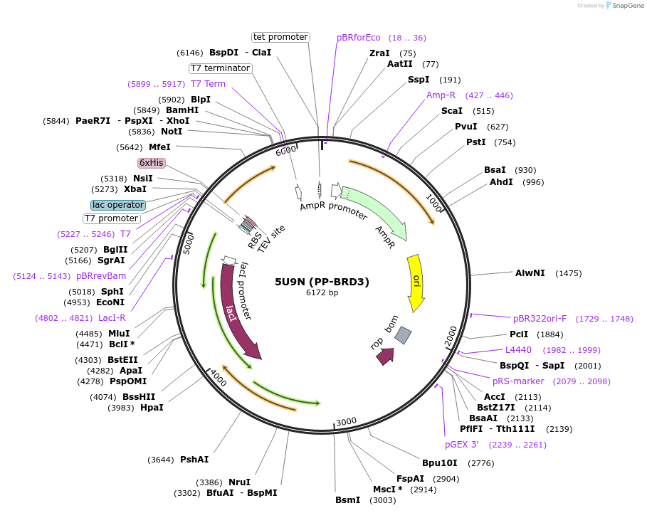 101255-plasmid-map-sequence-id-197534